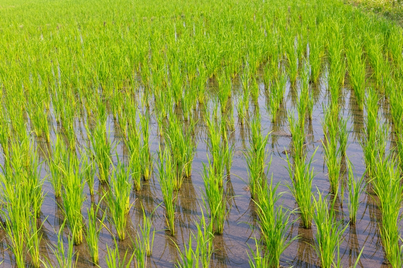 Novo Ege Ltd. : Pirinç, Çeltik ve Bakliyat İhracat ve İthalatçısı